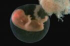 Эмбриональный период