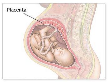 Birth membranes and placenta, фото