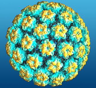 Human papillomavirus, фото