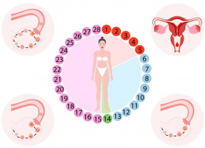 Phases of the menstrual cycle: what you need to know about women's health?, фото