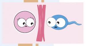 Трубний фактор безпліддя: чи є шанс на материнство?, фото