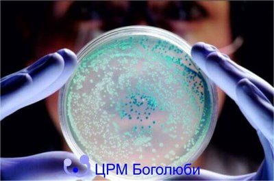 Мікоплазмоз