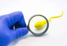 Teratozoospermia: what is it?