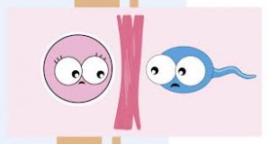 Tubal infertility: is there a chance of motherhood?